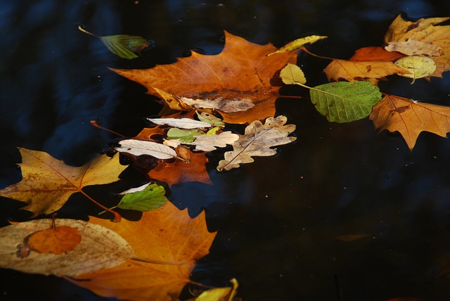 listí ve vodě