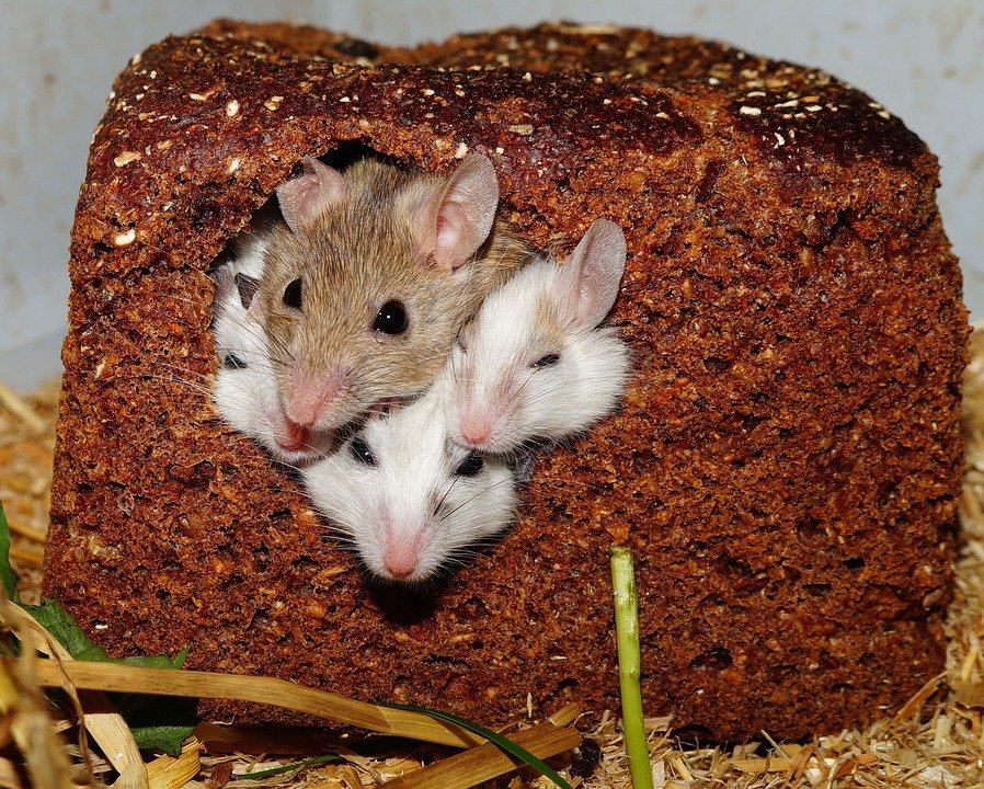 myši v chlebu